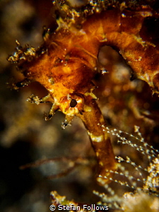 Golden Brown. Thorny Seahorse - Hippocampus histrix. Bali... by Stefan Follows 